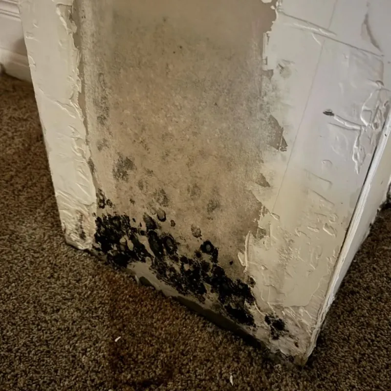 Professional Mold Removal in Orwell, OH